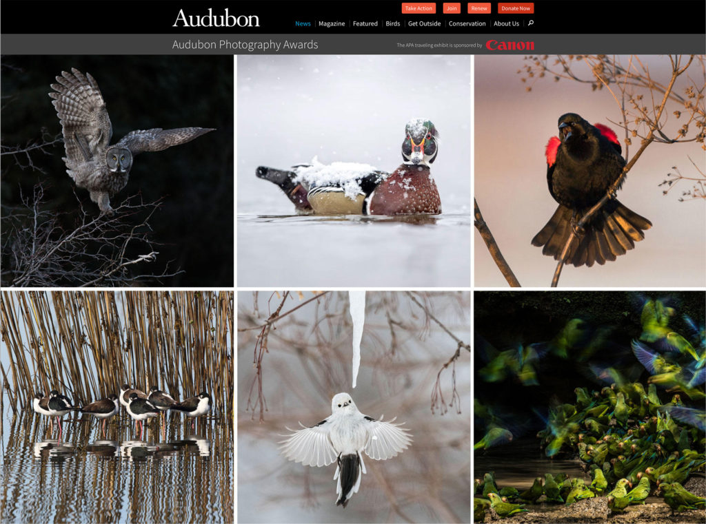 Audubon Photography Awards Complete Digital Photography